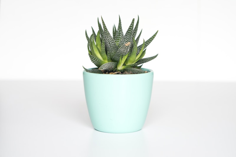 Planta viva en maceta turquesa